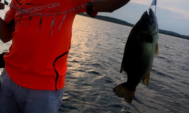 Bass on a stringer over Rice Lake